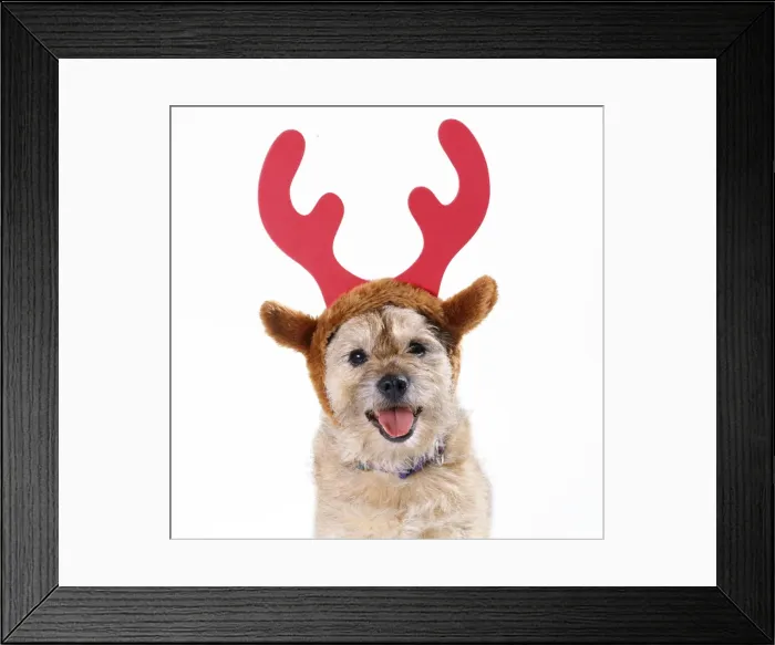 Framed Print : Dog - wearing antlers