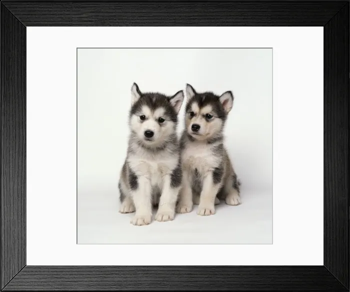 Framed Print : Alaskan Malamute Dog Puppies Framed Print : Alaskan Malamute Dog Puppies