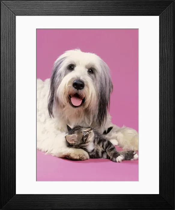 Framed Print : Dog With Kitten Framed Print : Dog With Kitten
