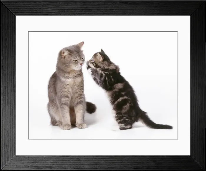 Framed Print : Cat - mother & kitten 55 days old Framed Print : Cat - mother & kitten 55 days old