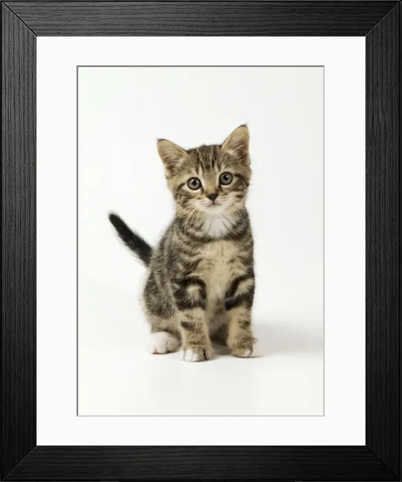 Framed Print : Cat - kitten 55 days old Framed Print : Cat - kitten 55 days old