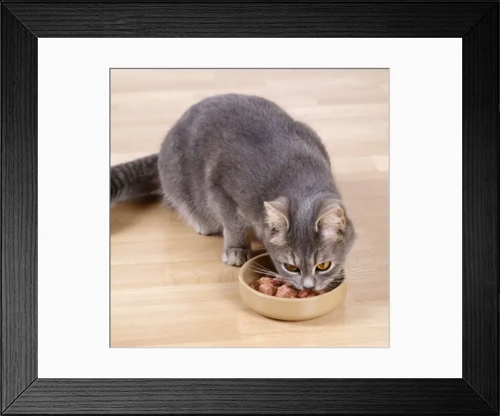 Framed Print : Cat - eating Framed Print : Cat - eating