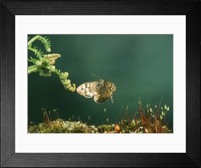 Framed Print : Speckeled Wood Butterfly Framed Print : Speckeled Wood Butterfly