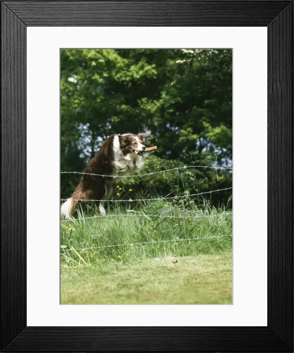 Framed Print : Dog Jumping over fence Framed Print : Dog Jumping over fence