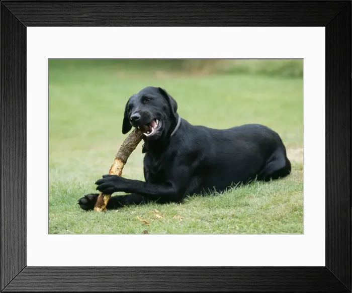 Framed Print : Dog Chewing stick Framed Print : Dog Chewing stick