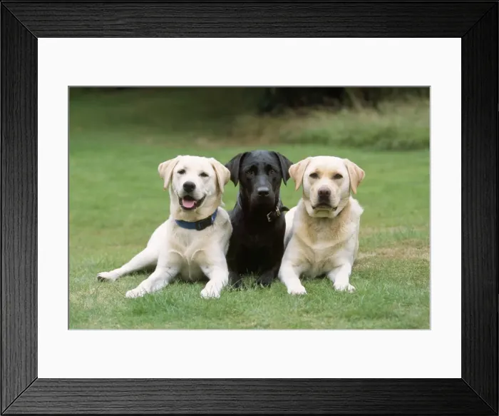 Framed Print : Yellow & Black Labrador Dogs Framed Print : Yellow & Black Labrador Dogs
