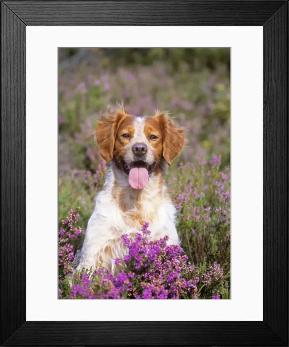 Framed Print : Brittany Dog - in heather Framed Print : Brittany Dog - in heather