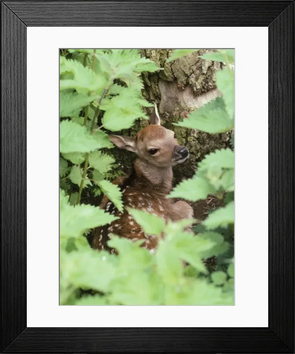 Framed Print : Sika Deer - through nettles Framed Print : Sika Deer - through nettles