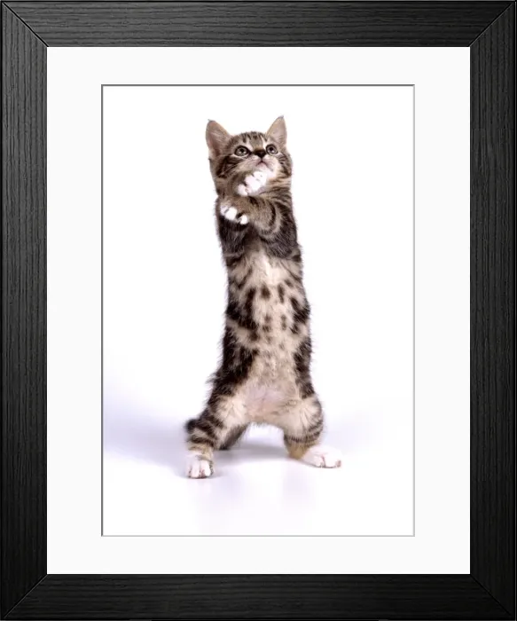 Framed Print : Kitten JD 13619 On hind legs, 55 days old © John Daniels ARDEA LONDON Framed Print : Kitten JD 13619 On hind legs, 55 days old © John Daniels ARDEA LONDON