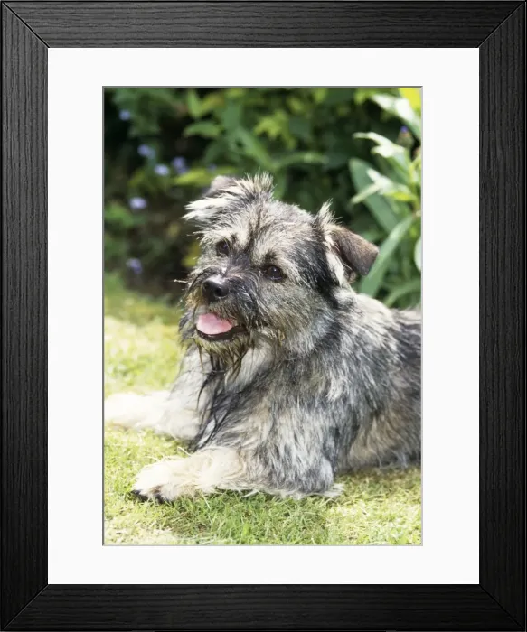 Framed Print : Dog Salivating Framed Print : Dog Salivating