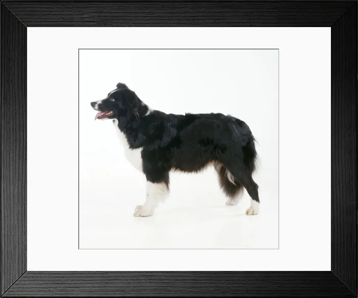 Framed Print : Border Collie Dog Framed Print : Border Collie Dog