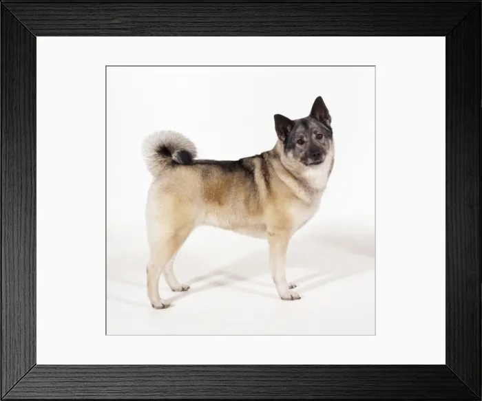 Framed Print : Elkhound Dog Framed Print : Elkhound Dog