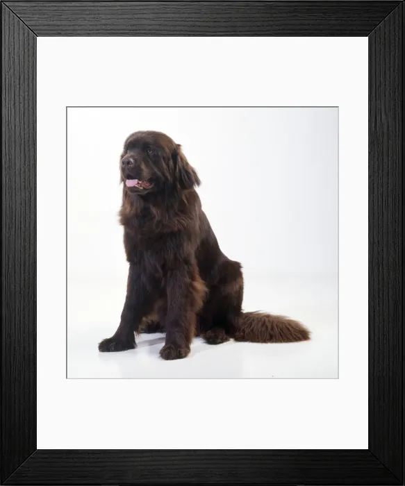 Framed Print : Newfoundland Dog Framed Print : Newfoundland Dog