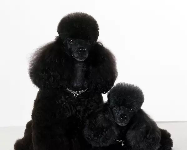 Toy Poodle Dog - with puppy