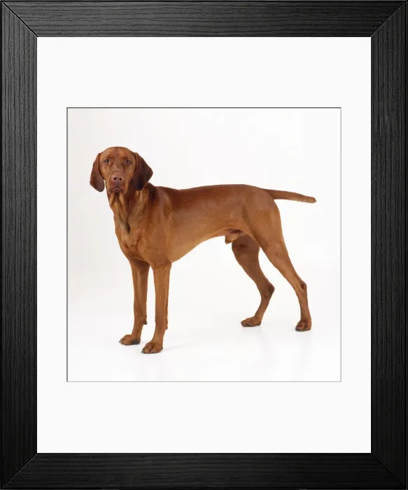 Framed Print : Hungarian Vizsla Dog Framed Print : Hungarian Vizsla Dog