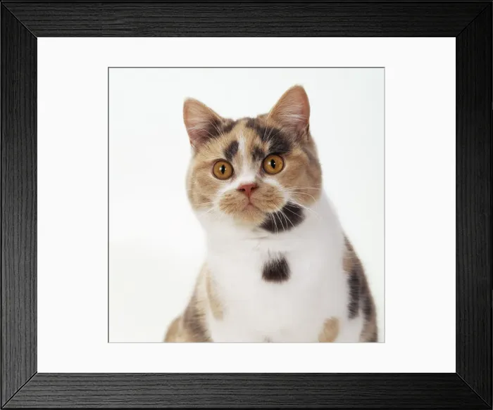 Framed Print : British Shorthair Cat Blue Tortie & White Framed Print : British Shorthair Cat Blue Tortie & White