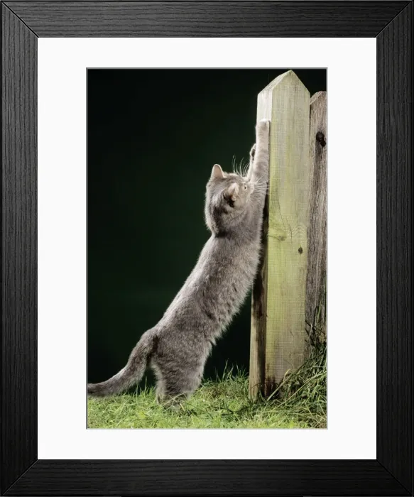 Framed Print : Cat - scratching post Framed Print : Cat - scratching post
