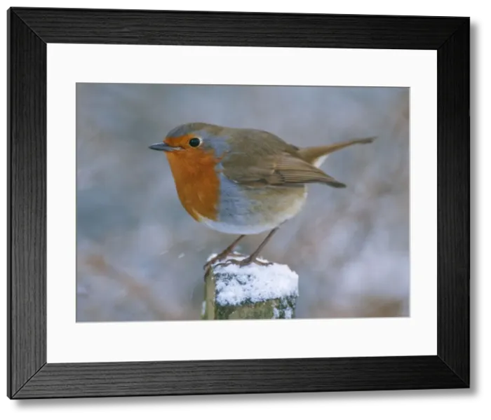 Framed Print : Robin. JD-13920-c. Robin - on post. Erithacus rubecula Framed Print : Robin. JD-13920-c. Robin - on post. Erithacus rubecula