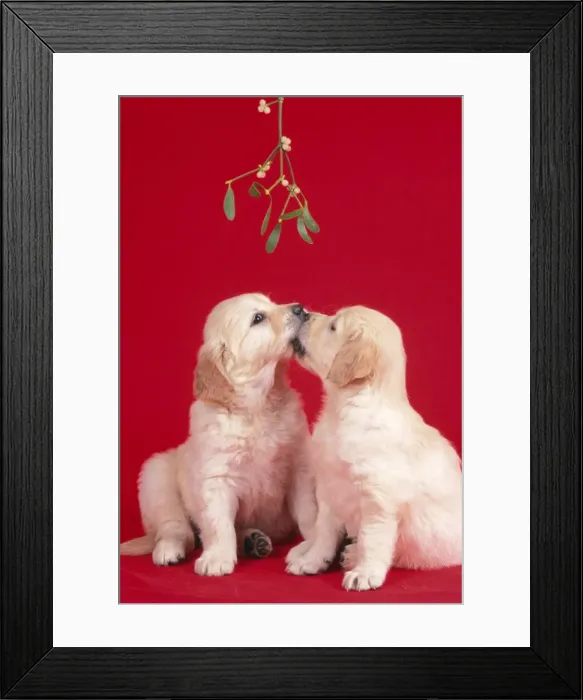 Framed Print : Dog Puppies kissing under misletoe Framed Print : Dog Puppies kissing under misletoe
