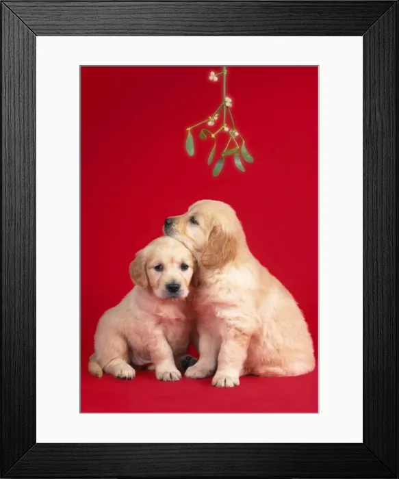 Framed Print : Dog - puppies under mistletoe Framed Print : Dog - puppies under mistletoe