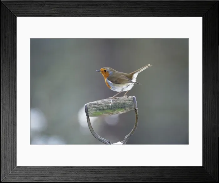 Framed Print : Robin - perched on spade handle Framed Print : Robin - perched on spade handle