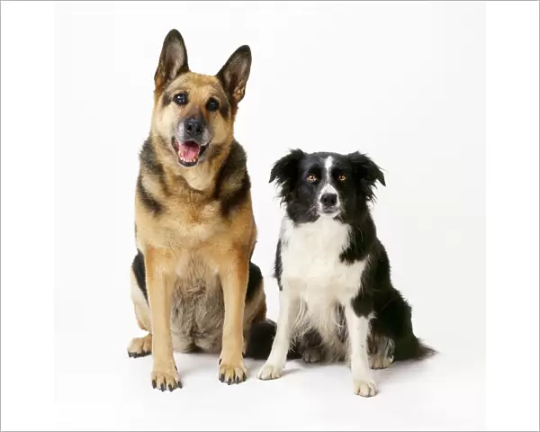 German Shepherd  /  Alsatian Dog - with Border Collie