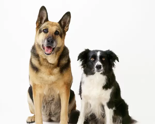 German Shepherd  /  Alsatian Dog - with Border Collie