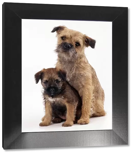 Border Terrier Dog With puppy
