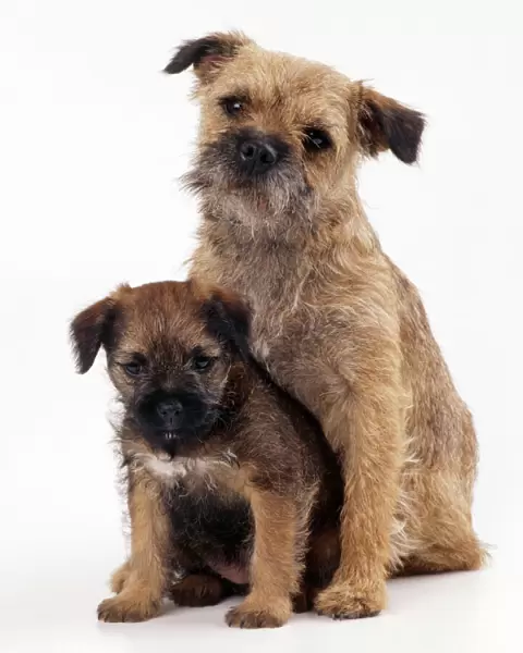Border Terrier Dog With puppy
