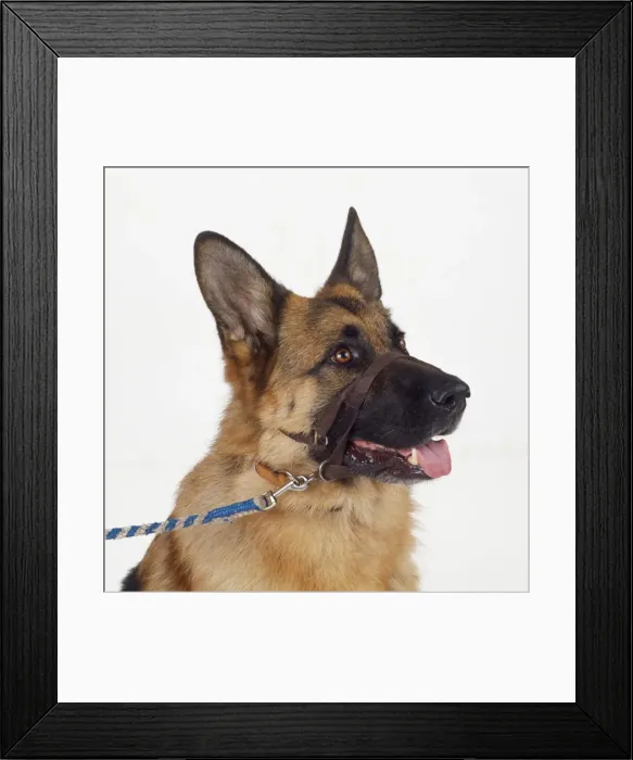 Framed Print : Dog - in Halti Framed Print : Dog - in Halti