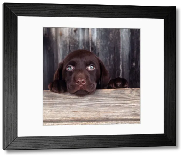 Framed Print : Chocolate Labrador Puppy, 6 weeks old Framed Print : Chocolate Labrador Puppy, 6 weeks old