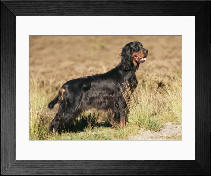 Framed Print : Gordon Setter Dog Framed Print : Gordon Setter Dog