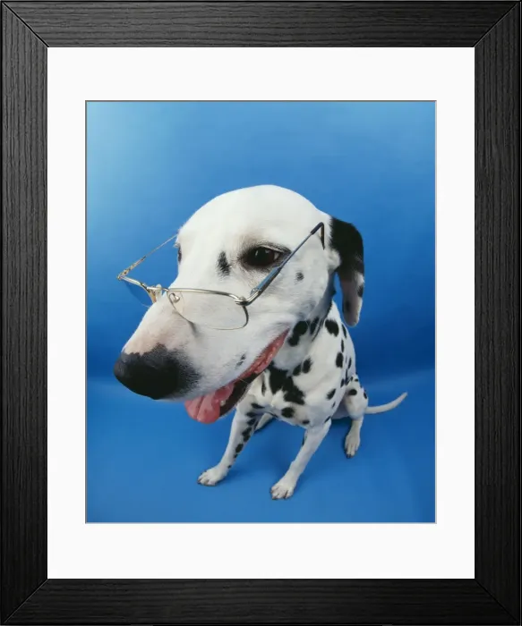 Framed Print : Dalmatian Dog With glasses. Fish eye lense Framed Print : Dalmatian Dog With glasses. Fish eye lense