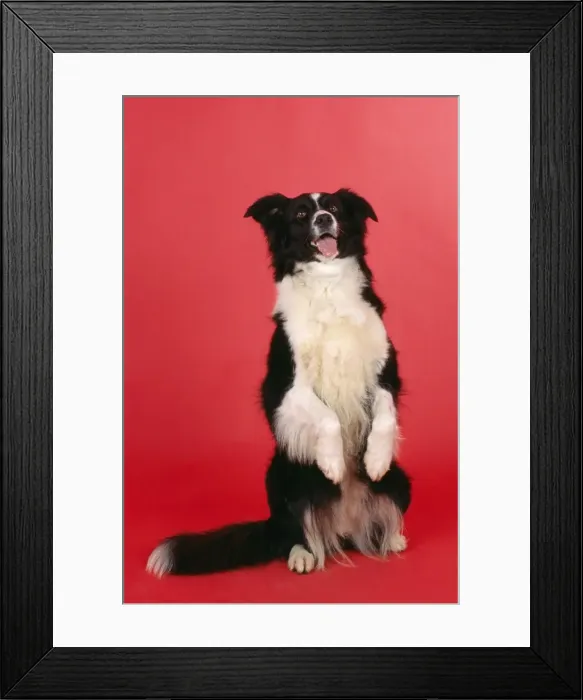 Framed Print : Border Collie Dog Begging Framed Print : Border Collie Dog Begging