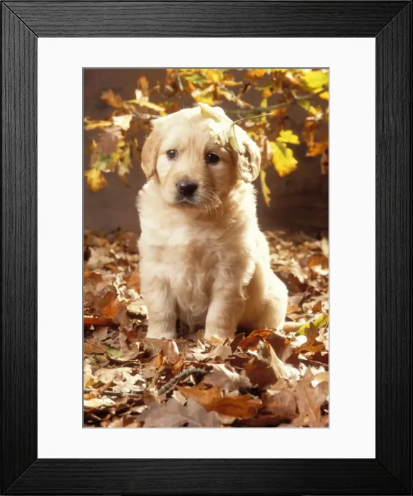 Framed Print : Golden Retriever Dog Puppy in autumn leaves Framed Print : Golden Retriever Dog Puppy in autumn leaves