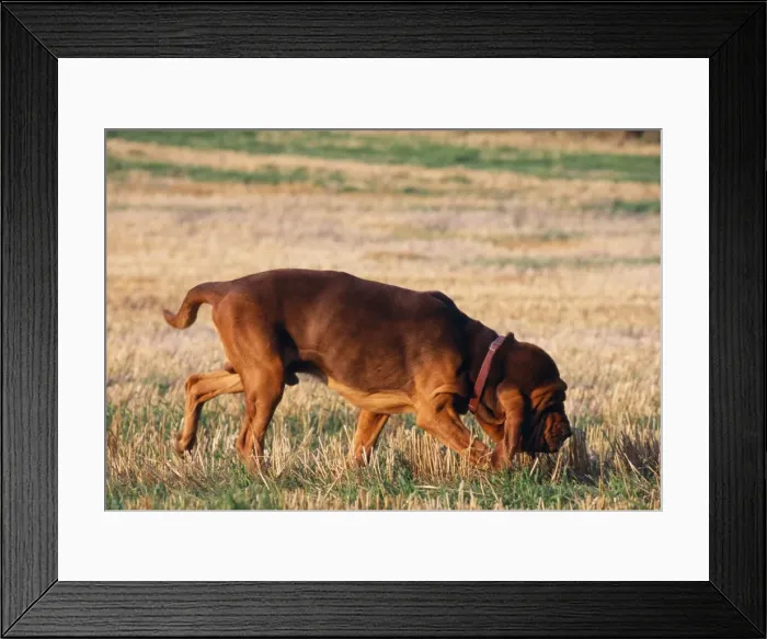 Framed Print : Bloodound Dog Framed Print : Bloodound Dog
