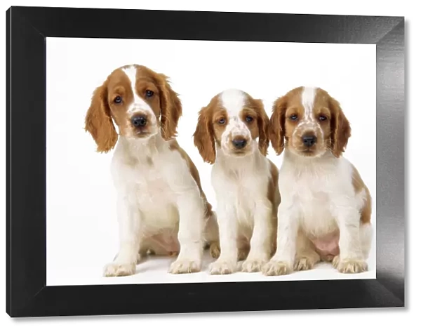 Welsh Springer Spaniel Dog - x3 puppies