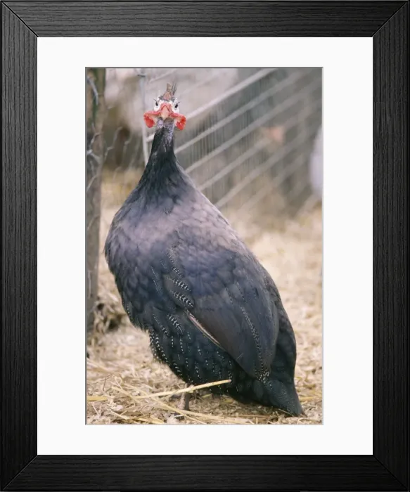 Framed Print : Black Guineafowl Framed Print : Black Guineafowl