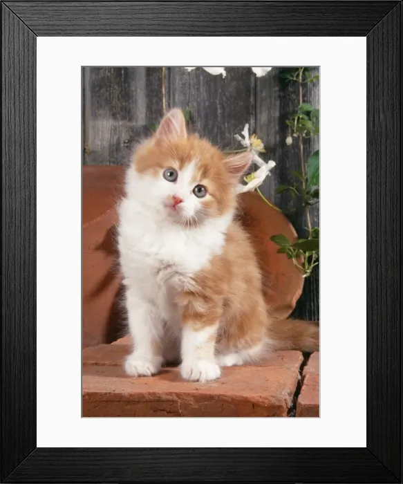 Framed Print : Cat JD 15090E Kitten with flowerpots © John Daniels / ardea. com Framed Print : Cat JD 15090E Kitten with flowerpots © John Daniels / ardea. com