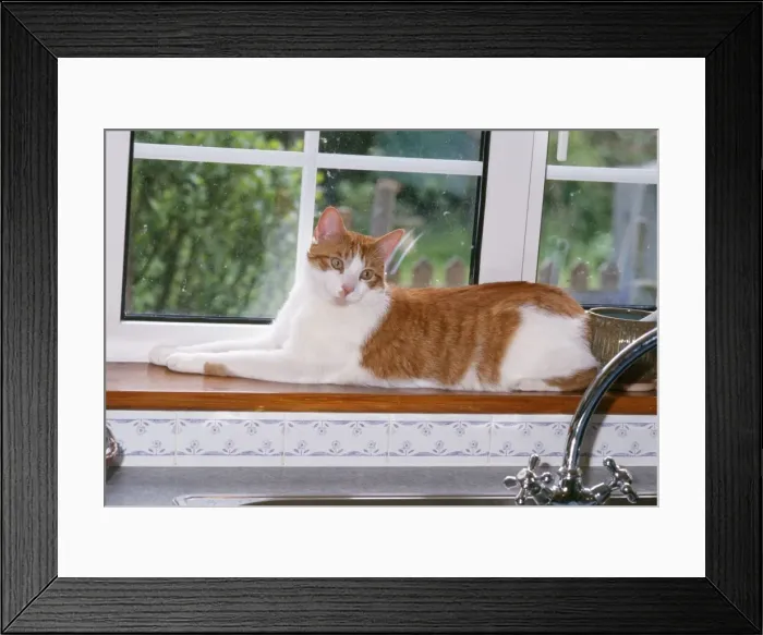 Framed Print : Cat - lying on windowsill Framed Print : Cat - lying on windowsill