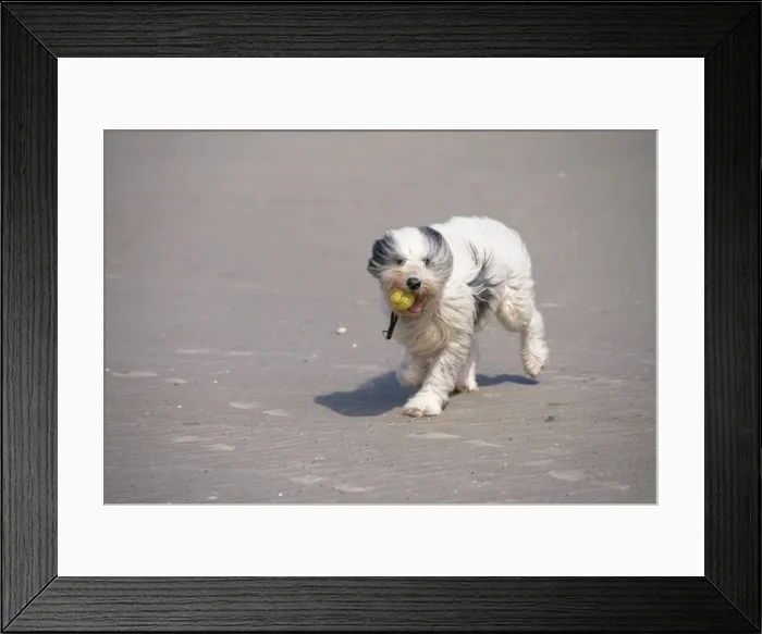 Framed Print : Dog On windy beach Framed Print : Dog On windy beach