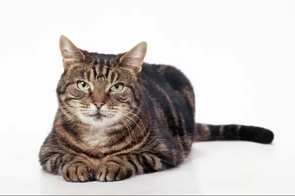 Tabby Cat. JD-15246. Older Tabby CAT - lying, facing