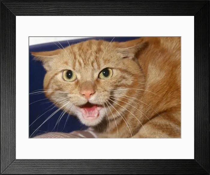 Framed Print : Cat - aggressive Framed Print : Cat - aggressive