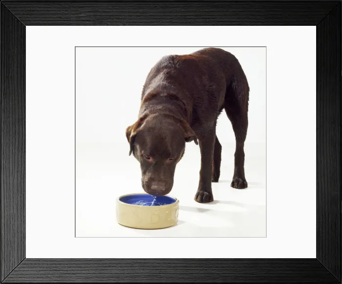 Framed Print : Dog - drinking water from bowl