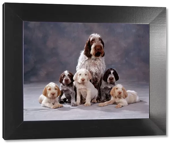 Spinone Dog Adult with Puppies