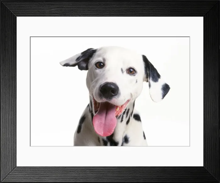Framed Print : Dalmatian Dog - laughing Framed Print : Dalmatian Dog - laughing