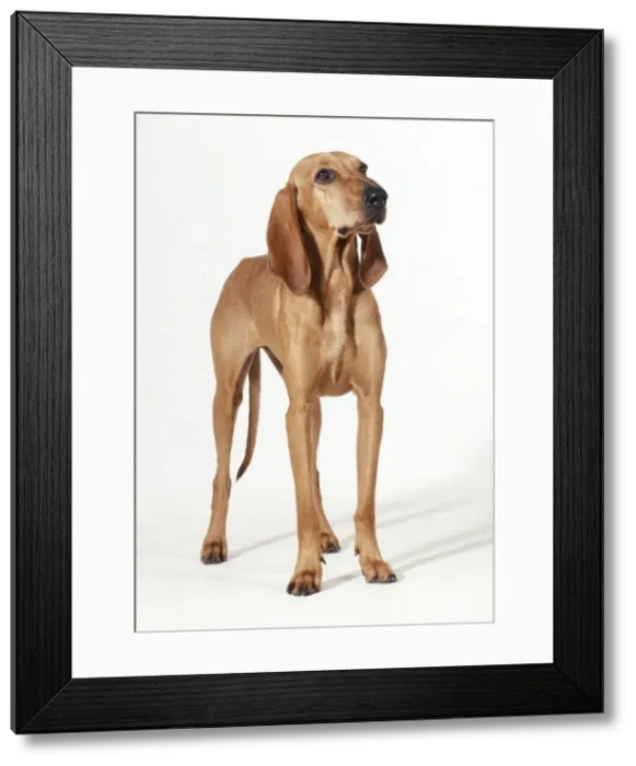 Framed Print : Segugio Italiano Dog Framed Print : Segugio Italiano Dog