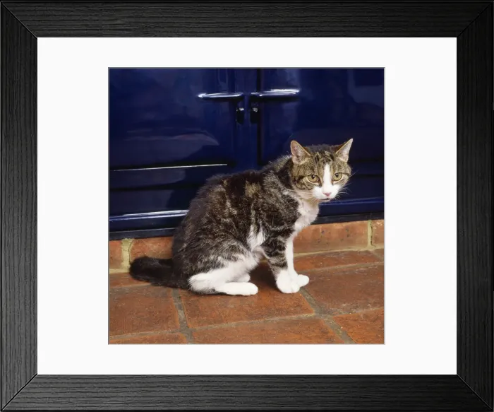 Framed Print : Cat - old thin Cat near Aga Framed Print : Cat - old thin Cat near Aga