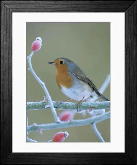 Framed Print : Robin. JD-15474-c. Robin - in frost. UK. Erithacus rubecula Framed Print : Robin. JD-15474-c. Robin - in frost. UK. Erithacus rubecula
