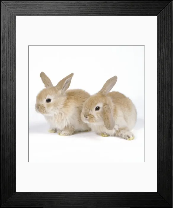 Framed Print : Rabbit - x2 three weeks old Framed Print : Rabbit - x2 three weeks old